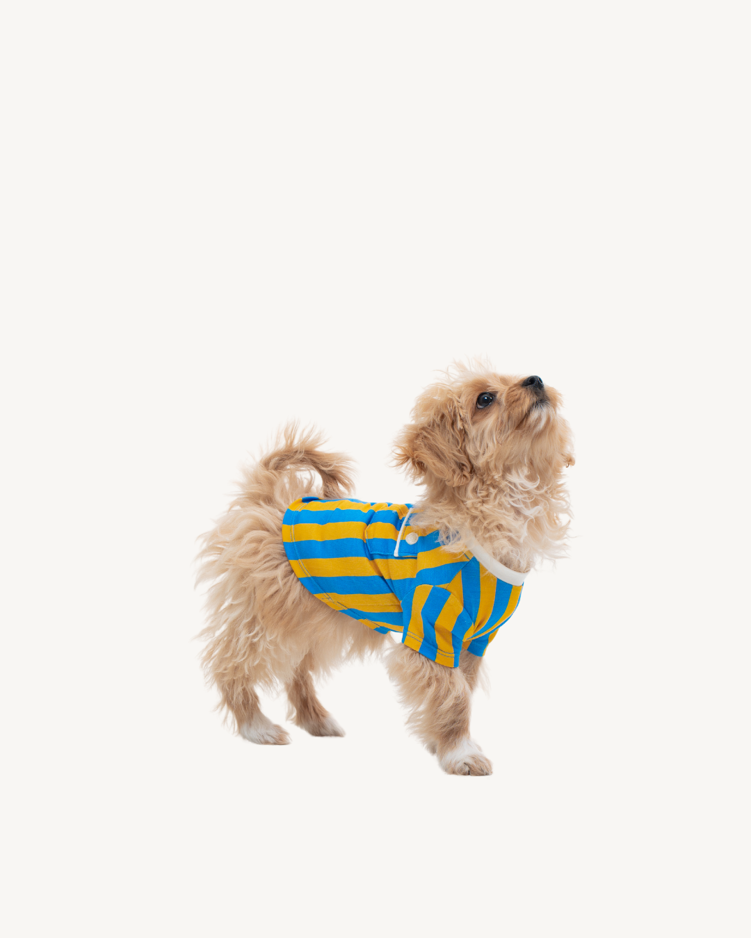 Pet Shirt
