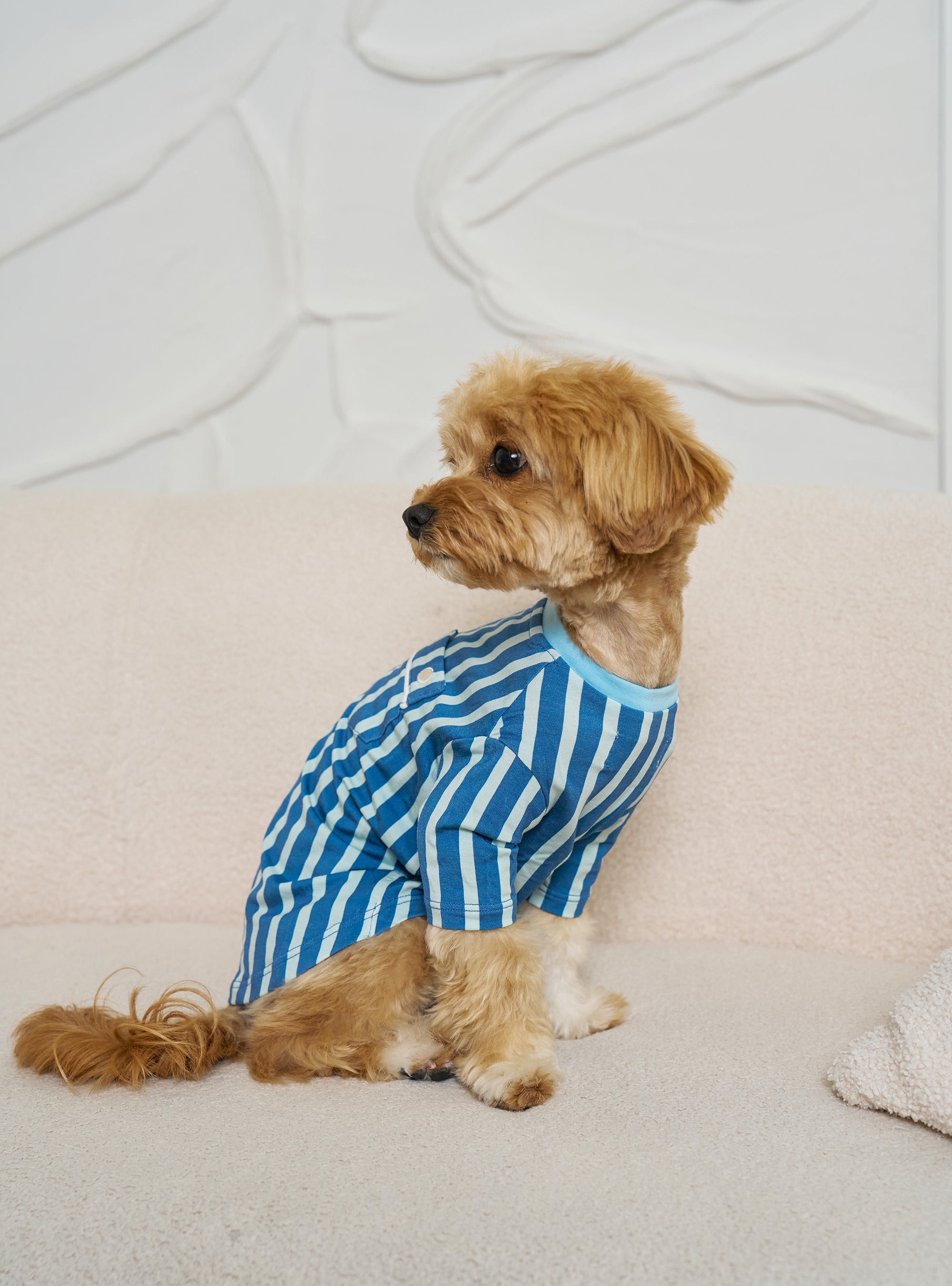 Pet Shirt